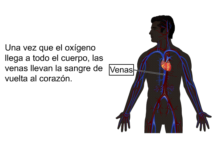 Una vez que el oxgeno llega a todo el cuerpo, las venas llevan la sangre de vuelta al corazn.
