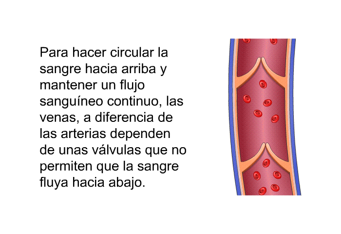 Para hacer circular la sangre hacia arriba y mantener un flujo sanguneo continuo, las venas, a diferencia de las arterias dependen de unas vlvulas que no permiten que la sangre fluya hacia abajo.