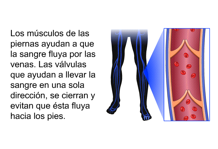 Los msculos de las piernas ayudan a que la sangre fluya por las venas. Las vlvulas que ayudan a llevar la sangre en una sola direccin, se cierran y evitan que sta fluya hacia los pies.