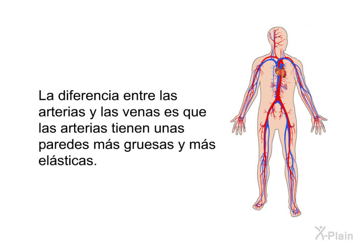 La diferencia entre las arterias y las venas es que las arterias tienen unas paredes ms gruesas y ms elsticas.