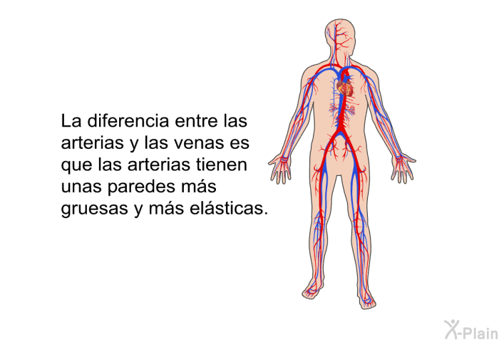 La diferencia entre las arterias y las venas es que las arterias tienen unas paredes ms gruesas y ms elsticas.