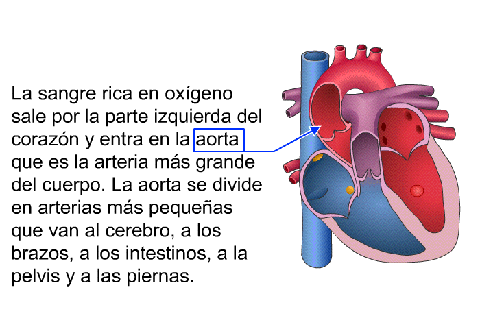 La sangre rica en oxgeno sale por la parte izquierda del corazn y entra en la aorta que es la arteria ms grande del cuerpo. La aorta se divide en arterias ms pequeas que van al cerebro, a los brazos, a los intestinos, a la pelvis y a las piernas.