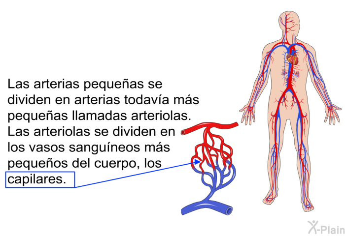 Las arterias pequeas se dividen en arterias todava ms pequeas llamadas <I>arteriolas</I>. Las arteriolas se dividen en los vasos sanguneos ms pequeos del cuerpo, los <I>capilares</I>.