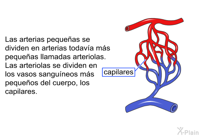 Las arterias pequeas se dividen en arterias todava ms pequeas llamadas <I>arteriolas</I>. Las arteriolas se dividen en los vasos sanguneos ms pequeos del cuerpo, los <I>capilares</I>.