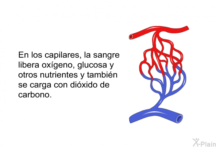 En los capilares, la sangre libera oxgeno, glucosa y otros nutrientes y tambin se carga con dixido de carbono.