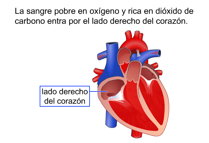 La sangre pobre en oxgeno y rica en dixido de carbono entra por el lado derecho del corazn.