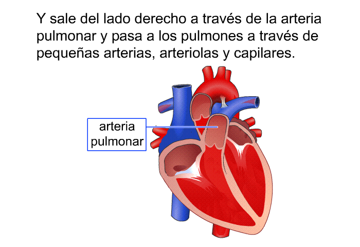 Y sale del lado derecho a travs de la arteria pulmonar y pasa a los pulmones a travs de pequeas arterias, arteriolas y capilares.