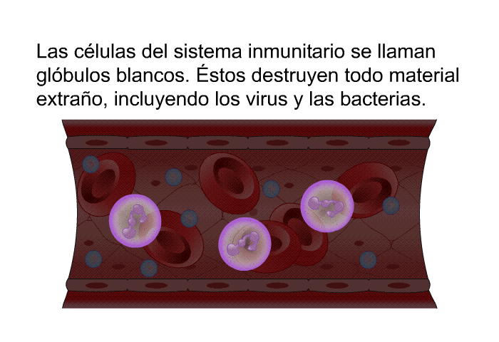 Las clulas del sistema inmunitario se llaman glbulos blancos. Éstos destruyen todo material extrao, incluyendo los virus y las bacterias.