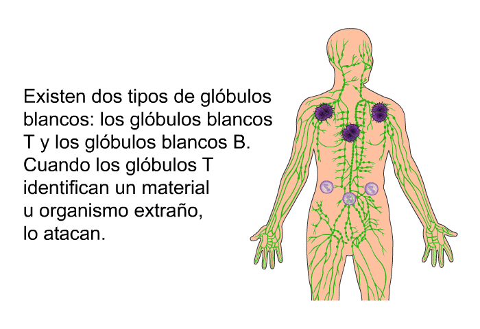 Existen dos tipos de glbulos blancos: los glbulos blancos T y los glbulos blancos B. Cuando los glbulos T identifican un material u organismo extrao, lo atacan.