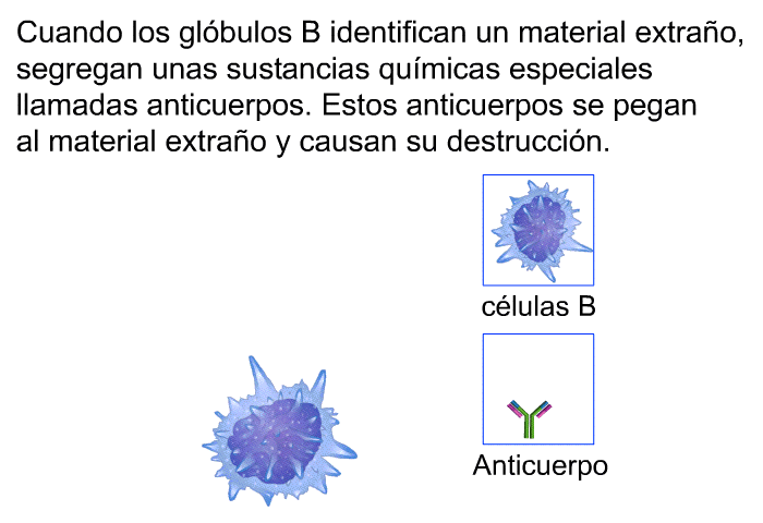 Cuando los glbulos B identifican un material extrao, segregan unas sustancias qumicas especiales llamadas anticuerpos. Estos anticuerpos se pegan al material extrao y causan su destruccin.