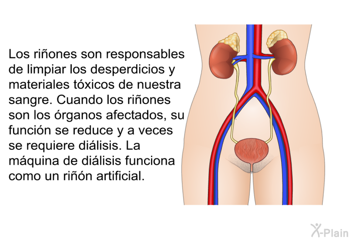 Los riones son responsables de limpiar los desperdicios y materiales txicos de nuestra sangre. Cuando los riones son los rganos afectados, su funcin se reduce y a veces se requiere dilisis. La mquina de dilisis funciona como un rin artificial.