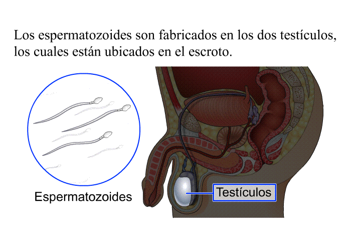 Los espermatozoides son fabricados en los dos testculos, los cuales estn ubicados en el escroto.