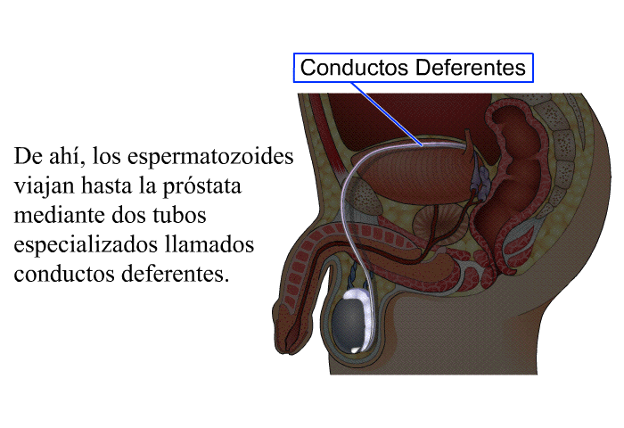 De ah, los espermatozoides viajan hasta la prstata mediante dos tubos especializados llamados <I>conductos deferentes.</I>