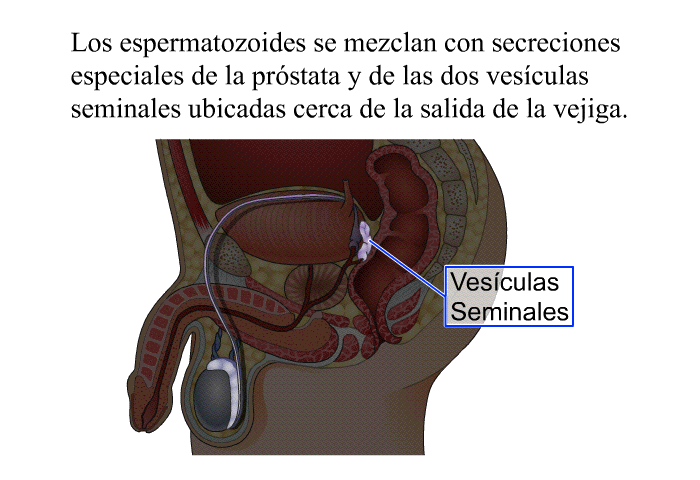Los espermatozoides se mezclan con secreciones especiales de la <I>prstata</I> y de las dos <I>vesculas seminales</I> ubicadas cerca de la salida de la vejiga.
