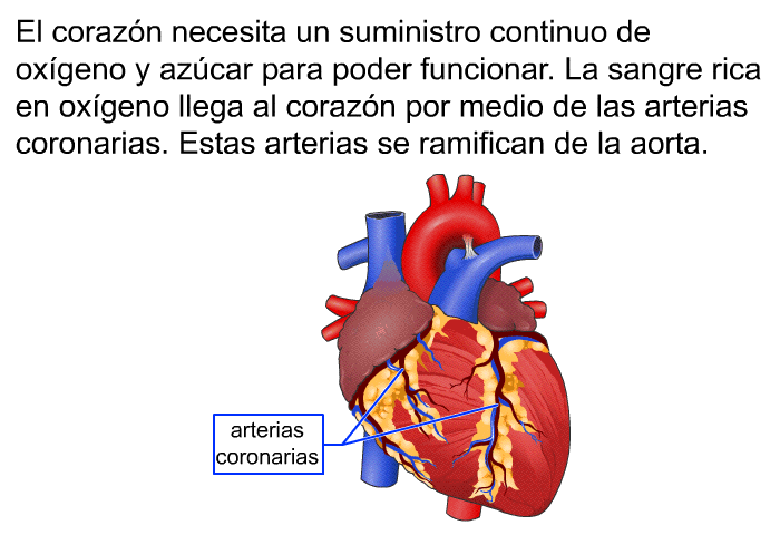 El corazn necesita un suministro continuo de oxgeno y azcar para poder funcionar. La sangre rica en oxgeno llega al corazn por medio de las arterias coronarias. Estas arterias se ramifican de la aorta.
