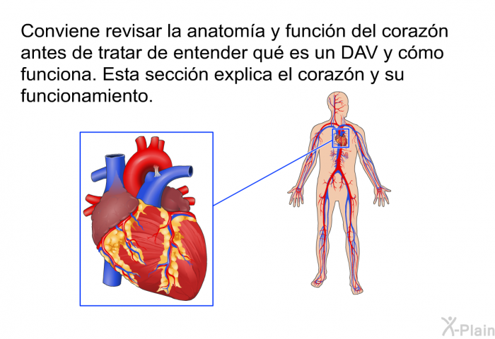 Conviene revisar la anatoma y funcin del corazn antes de tratar de entender qu es un DAV y cmo funciona. Esta seccin explica el corazn y su funcionamiento.