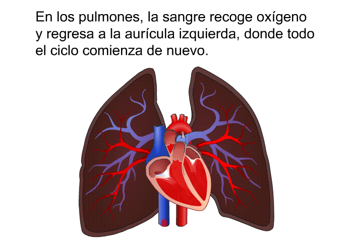 En los pulmones, la sangre recoge oxgeno y regresa a la aurcula izquierda, donde todo el ciclo comienza de nuevo.