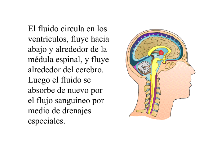 El fluido circula en los ventrculos, fluye hacia abajo y alrededor de la mdula espinal, y fluye alrededor del cerebro. Luego el fluido se absorbe de nuevo por el flujo sanguneo por medio de drenajes especiales.