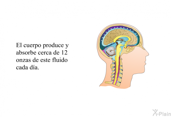 El cuerpo produce y absorbe cerca de 12 onzas de este fluido cada da.