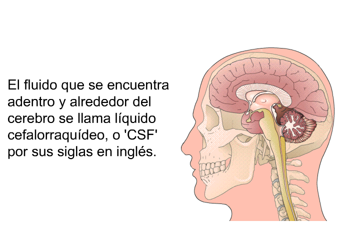 El fluido que se encuentra adentro y alrededor del cerebro se llama lquido cefalorraqudeo, o 'CSF' por sus siglas en ingls.