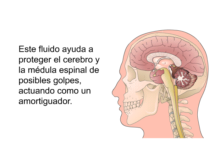 Este fluido ayuda a proteger el cerebro y la mdula espinal de posibles golpes, actuando como un amortiguador.