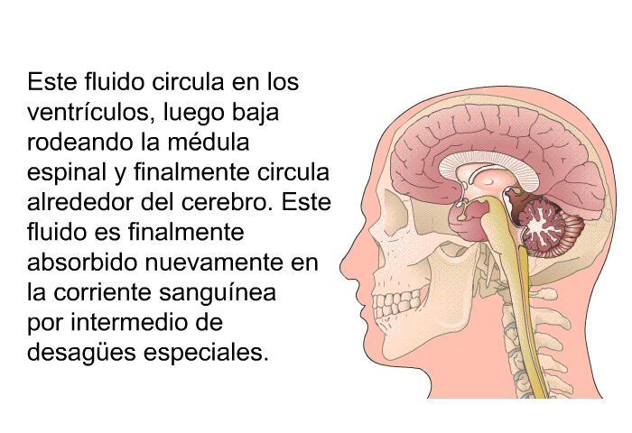 Este fluido circula en los ventrculos, luego baja rodeando la mdula espinal y finalmente circula alrededor del cerebro. Este fluido es finalmente absorbido nuevamente en la corriente sangunea por intermedio de desagües especiales.