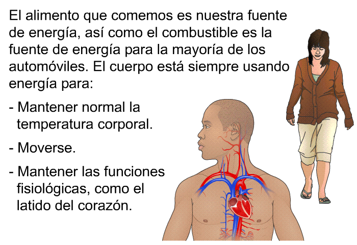 El alimento que comemos es nuestra fuente de energa, as como el combustible es la fuente de energa para la mayora de los automviles. El cuerpo est siempre usando energa para:  Mantener normal la temperatura corporal. Moverse. Mantener las funciones fisiolgicas, como el latido del corazn.