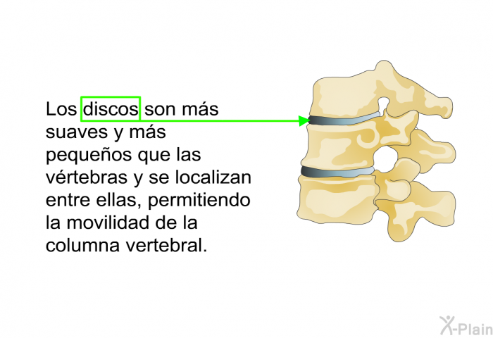Los discos son ms suaves y ms pequeos que las vrtebras y se localizan entre ellas, permitiendo la movilidad de la columna vertebral.