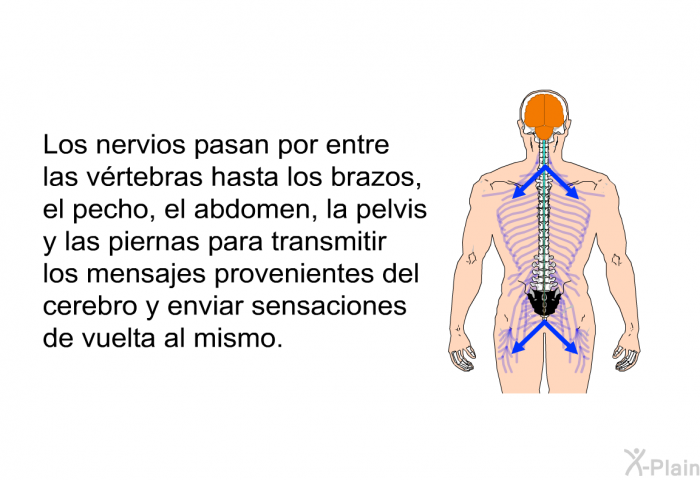 Los nervios pasan por entre las vrtebras hasta los brazos, el pecho, el abdomen, la pelvis y las piernas para transmitir los mensajes provenientes del cerebro y enviar sensaciones de vuelta al mismo.