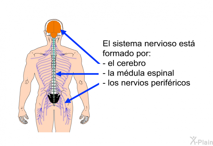 El sistema nervioso est formado por  el cerebro la mdula espinal los nervios perifricos