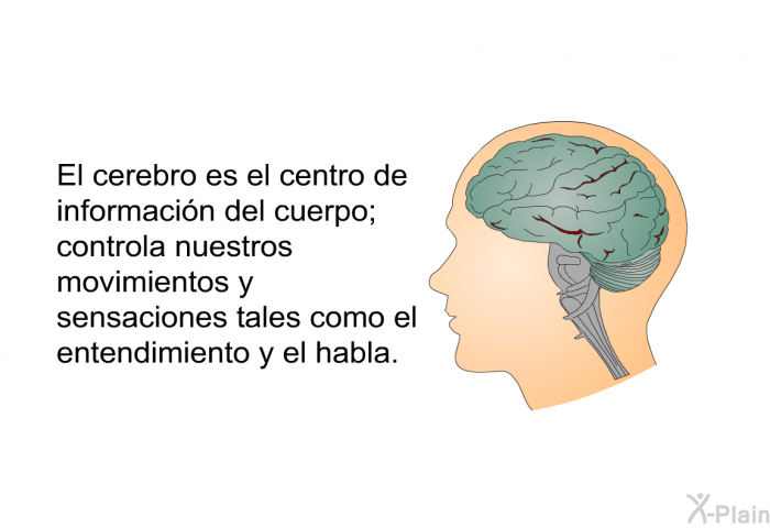 El cerebro es el centro de informacin del cuerpo; controla nuestros movimientos y sensaciones tales como el entendimiento y el habla.