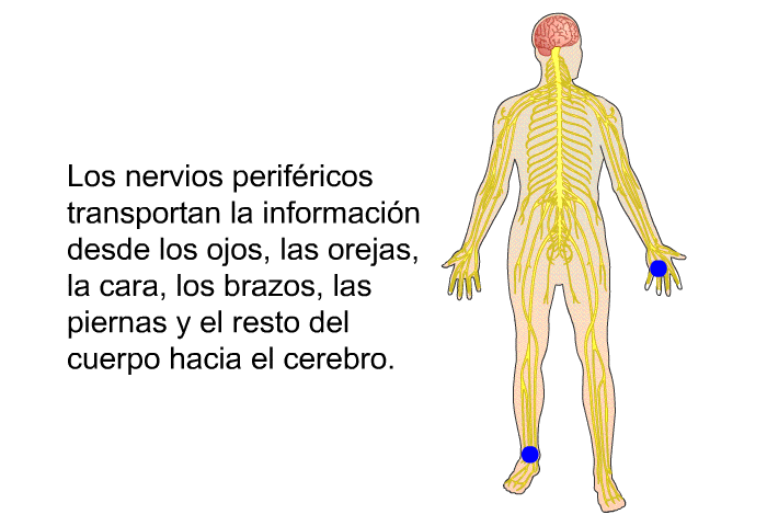 Los nervios perifricos transportan la informacin desde los ojos, las orejas, la cara, los brazos, las piernas y el resto del cuerpo hacia el cerebro.