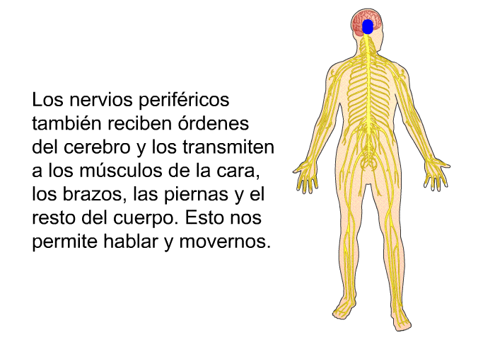Los nervios perifricos tambin reciben rdenes del cerebro y los transmiten a los msculos de la cara, los brazos, las piernas y el resto del cuerpo. Esto nos permite hablar y movernos.