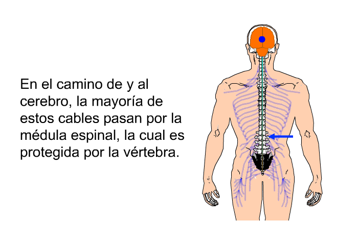 En el camino de y al cerebro, la mayora de estos cables pasan por la mdula espinal, la cual es protegida por la vrtebra.